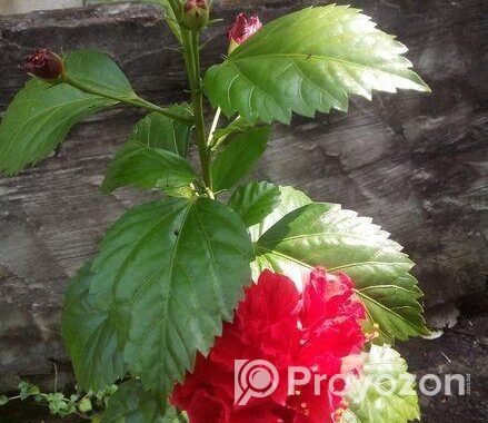 পিসলিলি ও রক্ত জবা