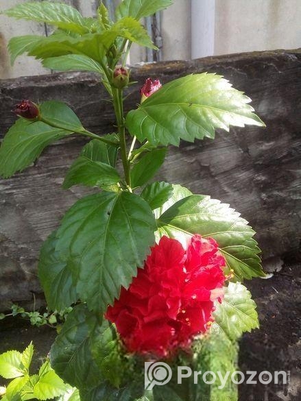 পিসলিলি ও রক্ত জবা