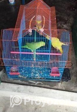 একজোড়া ইন্ডিয়ান রিংনেট টিয়া