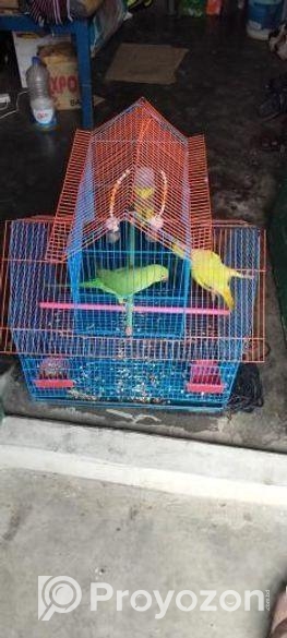 একজোড়া ইন্ডিয়ান রিংনেট টিয়া