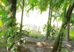 Land Sale