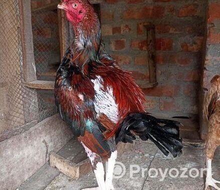 আসিল মোরগ