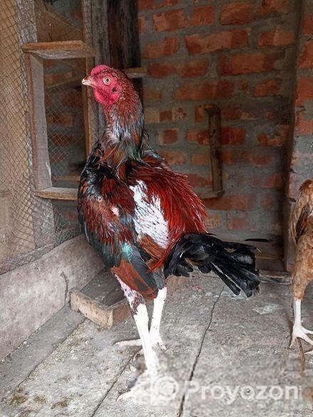 আসিল মোরগ