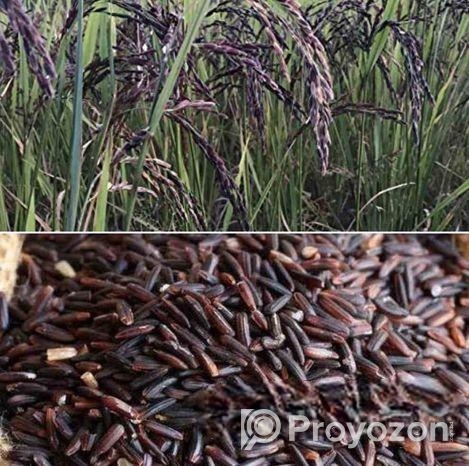 কলো জাতের বীজ ধান