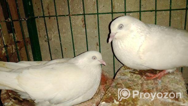 কালদম ফুল রানিং