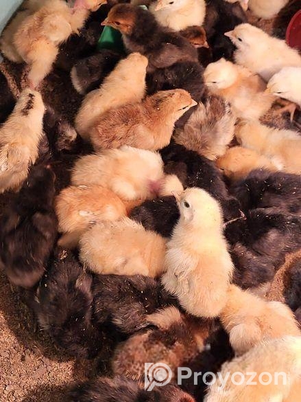 টাইগার মুরগীর বাচ্চা