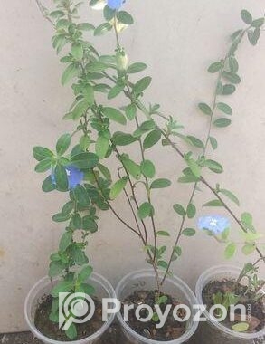 নাগচাপা ও ব্লু ডেইজি চারা গাছ
