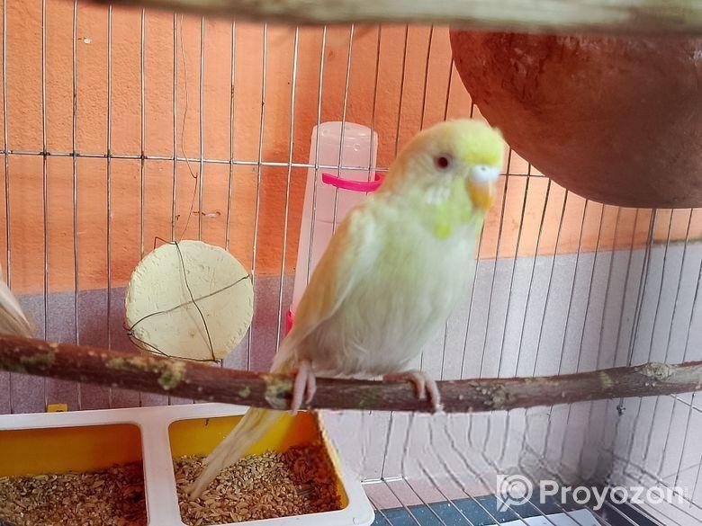 Budriger Running Pair