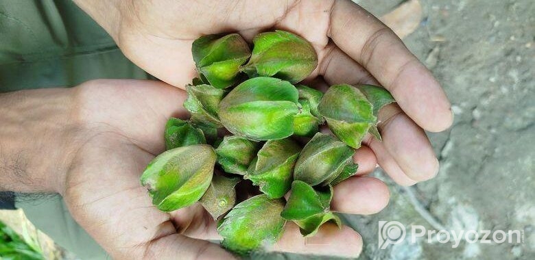 অর্জুন ফল