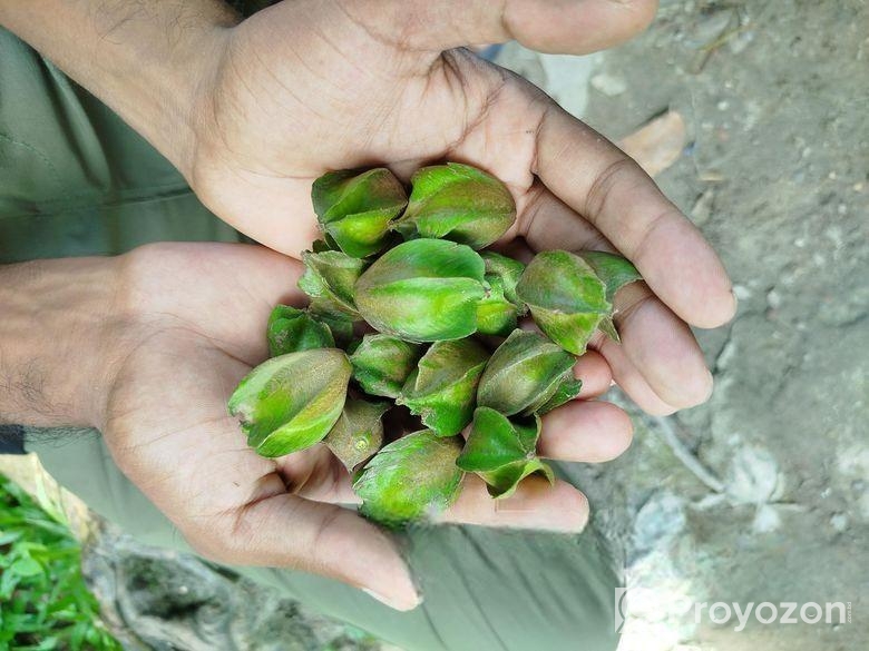 অর্জুন ফল