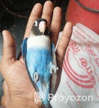 Love Bird