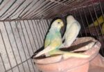 Running Rainbow Paid Budgerigar