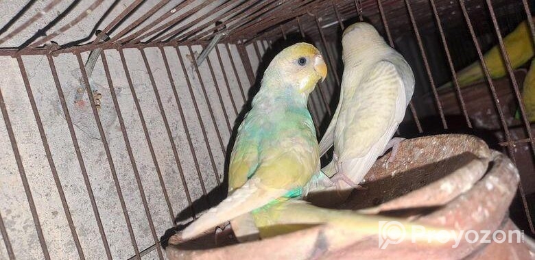 Running Rainbow Paid Budgerigar