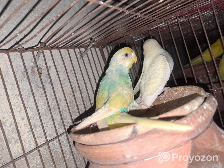 Running Rainbow Paid Budgerigar