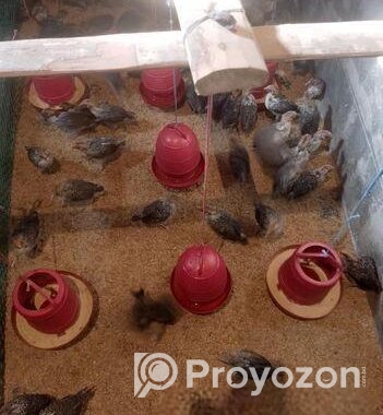মিশরী ফাওমি