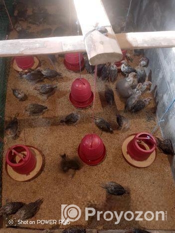 মিশরী ফাওমি