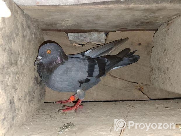 বুনো জালালি কবুতর বিক্রি করবো