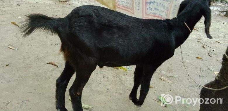 রাম ছাগল দুইটি