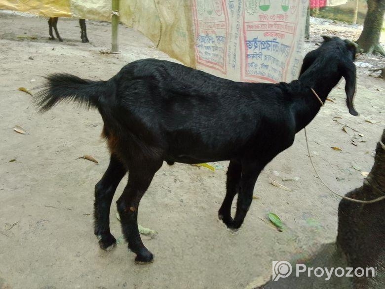 রাম ছাগল দুইটি