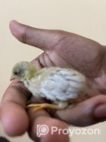 সেল কিং কোয়েল এর বাচ্চা