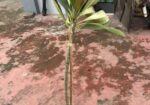 কাঠগোলাপ