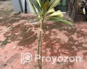 fitted-70_2025-09-27_12-03-40