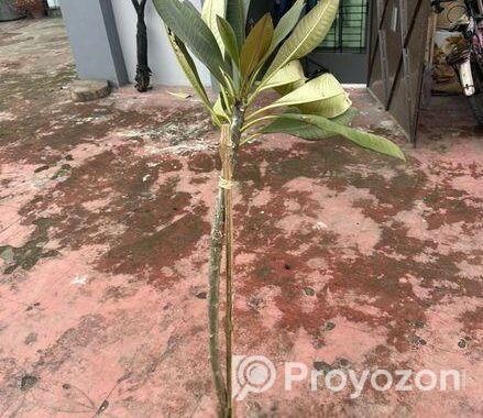 কাঠগোলাপ