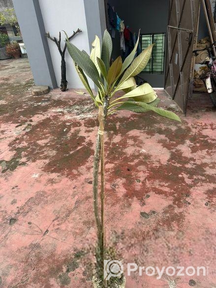 কাঠগোলাপ