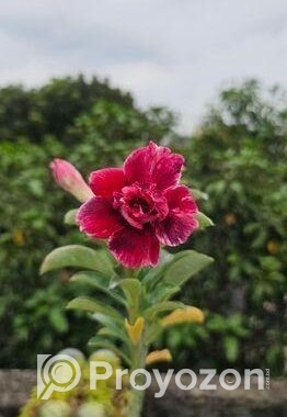গ্রাফটেফ এডেনিয়াম