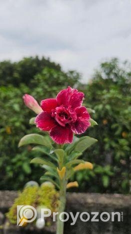 গ্রাফটেফ এডেনিয়াম