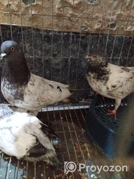 কবুতর বিক্রি হবে