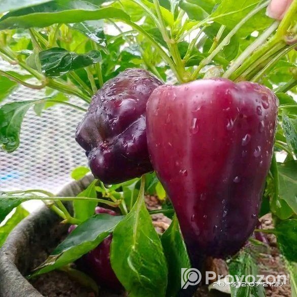 ক্যাপসিকাম