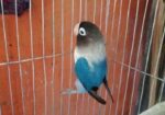 Love Bird