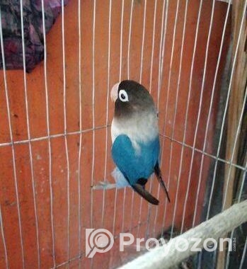 Love Bird