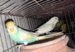 Running Rainbow Paid Budgerigar