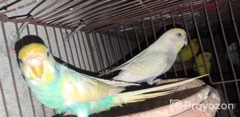 Running Rainbow Paid Budgerigar