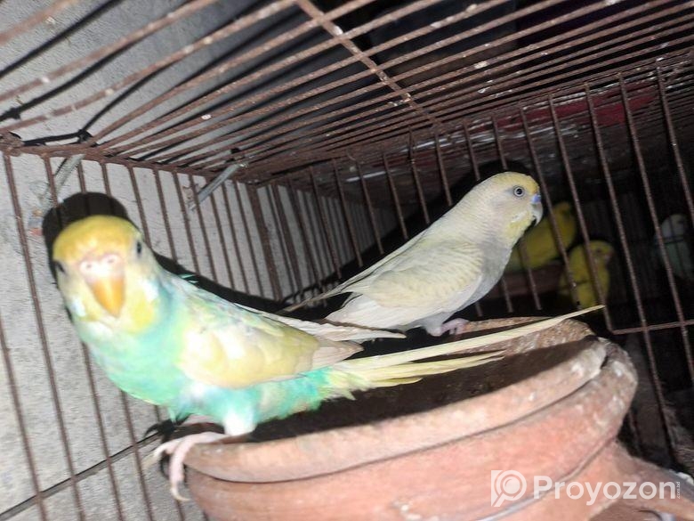 Running Rainbow Paid Budgerigar