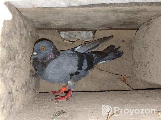 বুনো জালালি কবুতর বিক্রি করবো