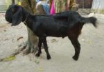রাম ছাগল দুইটি