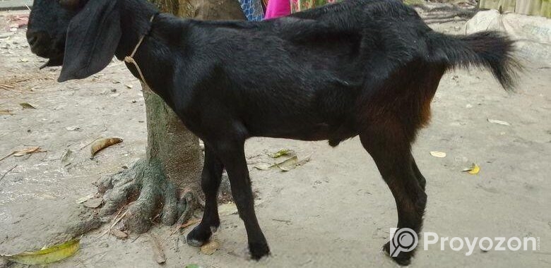 রাম ছাগল দুইটি