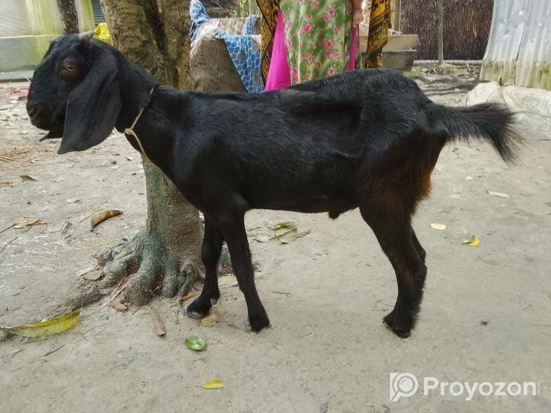 রাম ছাগল দুইটি