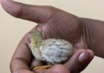 সেল কিং কোয়েল এর বাচ্চা