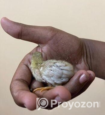 সেল কিং কোয়েল এর বাচ্চা