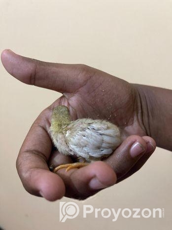 সেল কিং কোয়েল এর বাচ্চা