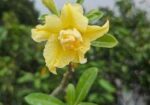 গ্রাফটেফ এডেনিয়াম
