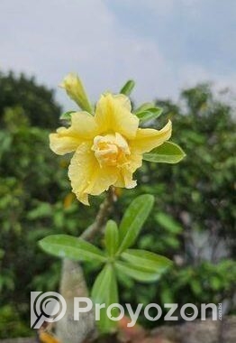 গ্রাফটেফ এডেনিয়াম