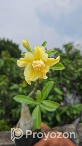 গ্রাফটেফ এডেনিয়াম