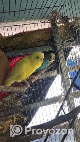 বাজ্রিগার পাখি