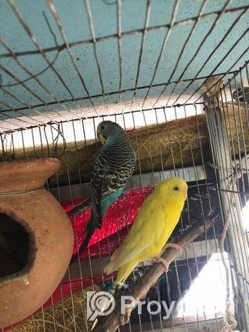 বাজ্রিগার পাখি