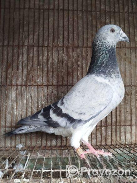 Afsan Grizel আফসান গ্রিজেল রেসার